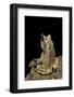 Megophrys Nasuta (Malayan Horned Frog, Long-Nosed Horned Frog, Malayan Leaf Frog)-Paul Starosta-Framed Photographic Print