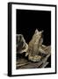 Megophrys Nasuta (Malayan Horned Frog, Long-Nosed Horned Frog, Malayan Leaf Frog)-Paul Starosta-Framed Photographic Print