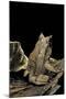 Megophrys Nasuta (Malayan Horned Frog, Long-Nosed Horned Frog, Malayan Leaf Frog)-Paul Starosta-Mounted Photographic Print