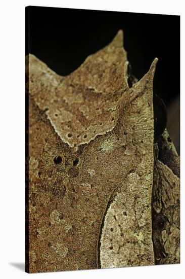 Megophrys Nasuta (Malayan Horned Frog, Long-Nosed Horned Frog, Malayan Leaf Frog)-Paul Starosta-Stretched Canvas
