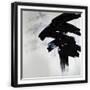 Chelsea Black