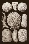 Arabian Corals, Historical Artwork, 1876-Mehau Kulyk-Photographic Print