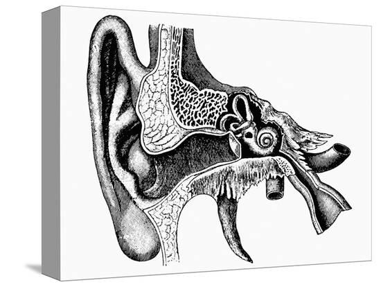 Stretched Canvas Print, , large
