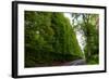 Meikleour Beech Hedge, Perthshire, Scotland-Peter Thompson-Framed Photographic Print