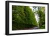 Meikleour Beech Hedge, Perthshire, Scotland-Peter Thompson-Framed Photographic Print