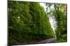 Meikleour Beech Hedge, Perthshire, Scotland-Peter Thompson-Mounted Photographic Print