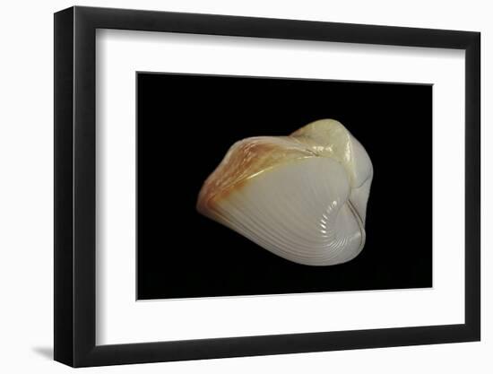 Meiocardia Cumingi-Paul Starosta-Framed Photographic Print