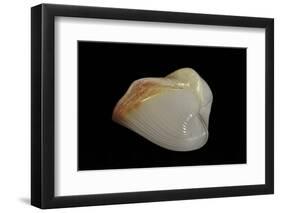 Meiocardia Cumingi-Paul Starosta-Framed Photographic Print