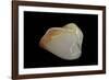 Meiocardia Cumingi-Paul Starosta-Framed Photographic Print