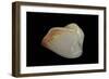 Meiocardia Cumingi-Paul Starosta-Framed Photographic Print