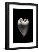 Meiocardia Moltkiana-Paul Starosta-Framed Photographic Print