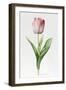 Meissner Porsellan' Tulip-Sally Crosthwaite-Framed Giclee Print