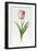 Meissner Porsellan' Tulip-Sally Crosthwaite-Framed Giclee Print