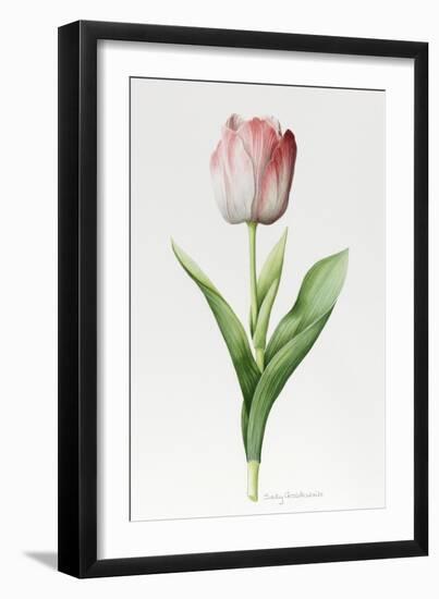 Meissner Porsellan' Tulip-Sally Crosthwaite-Framed Giclee Print