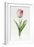 Meissner Porsellan' Tulip-Sally Crosthwaite-Framed Giclee Print