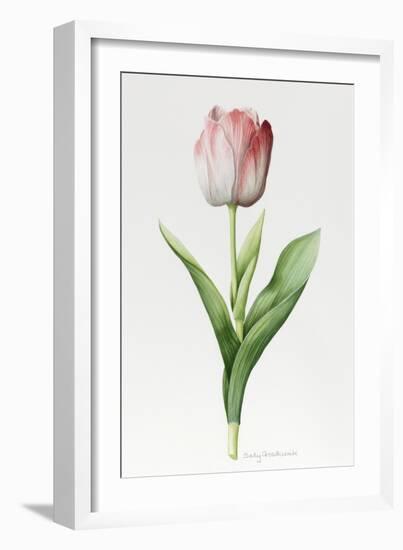 Meissner Porsellan' Tulip-Sally Crosthwaite-Framed Giclee Print