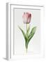 Meissner Porsellan' Tulip-Sally Crosthwaite-Framed Giclee Print