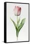 Meissner Porsellan' Tulip-Sally Crosthwaite-Framed Stretched Canvas