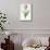 Meissner Porsellan' Tulip-Sally Crosthwaite-Mounted Premium Giclee Print displayed on a wall