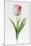 Meissner Porsellan' Tulip-Sally Crosthwaite-Mounted Premium Giclee Print