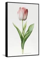 Meissner Porsellan' Tulip-Sally Crosthwaite-Framed Stretched Canvas