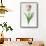 Meissner Porsellan' Tulip-Sally Crosthwaite-Framed Stretched Canvas displayed on a wall