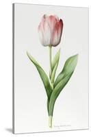 Meissner Porsellan' Tulip-Sally Crosthwaite-Stretched Canvas