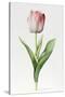 Meissner Porsellan' Tulip-Sally Crosthwaite-Stretched Canvas