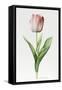 Meissner Porsellan' Tulip-Sally Crosthwaite-Framed Stretched Canvas