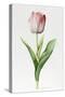 Meissner Porsellan' Tulip-Sally Crosthwaite-Stretched Canvas