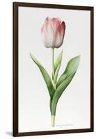 Meissner Porsellan' Tulip-Sally Crosthwaite-Framed Giclee Print