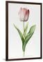 Meissner Porsellan' Tulip-Sally Crosthwaite-Framed Giclee Print