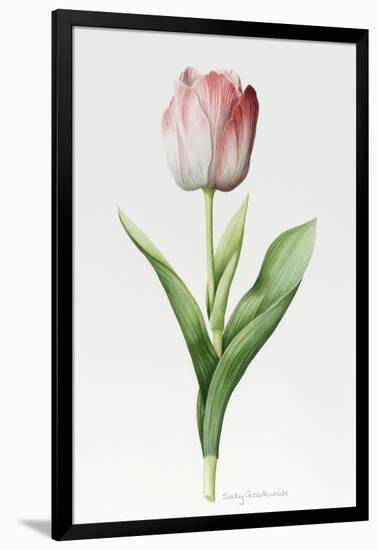 Meissner Porsellan' Tulip-Sally Crosthwaite-Framed Giclee Print