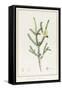 Melaleuca Chlorantha, 1812 (W/C and Bodycolour over Traces of Graphite on Vellum)-Pierre Joseph Redoute-Framed Stretched Canvas