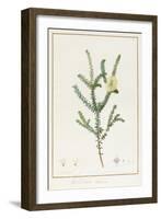 Melaleuca Chlorantha, 1812 (W/C and Bodycolour over Traces of Graphite on Vellum)-Pierre Joseph Redoute-Framed Giclee Print