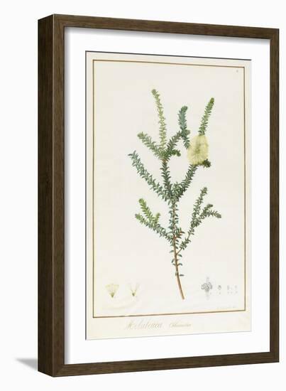 Melaleuca Chlorantha, 1812 (W/C and Bodycolour over Traces of Graphite on Vellum)-Pierre Joseph Redoute-Framed Giclee Print