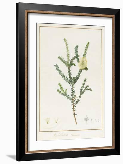 Melaleuca Chlorantha, 1812 (W/C and Bodycolour over Traces of Graphite on Vellum)-Pierre Joseph Redoute-Framed Giclee Print