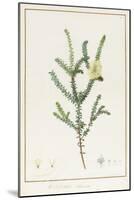 Melaleuca Chlorantha, 1812 (W/C and Bodycolour over Traces of Graphite on Vellum)-Pierre Joseph Redoute-Mounted Giclee Print