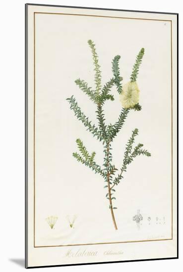 Melaleuca Chlorantha, 1812 (W/C and Bodycolour over Traces of Graphite on Vellum)-Pierre Joseph Redoute-Mounted Giclee Print