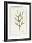 Melaleuca Chlorantha, 1812 (W/C and Bodycolour over Traces of Graphite on Vellum)-Pierre Joseph Redoute-Framed Giclee Print