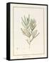Melaleuca, Including Five Studies of the Bloom (W/C and Bodycolour on Vellum)-Pancrace Bessa-Framed Stretched Canvas