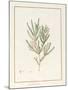 Melaleuca, Including Five Studies of the Bloom (W/C and Bodycolour on Vellum)-Pancrace Bessa-Mounted Giclee Print