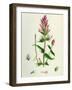 Melampyrum Arvense Field Cow-Wheat-null-Framed Giclee Print