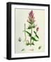 Melampyrum Arvense Field Cow-Wheat-null-Framed Giclee Print