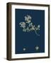 Melampyrum Cristatum; Crested Cow-Wheat-null-Framed Giclee Print