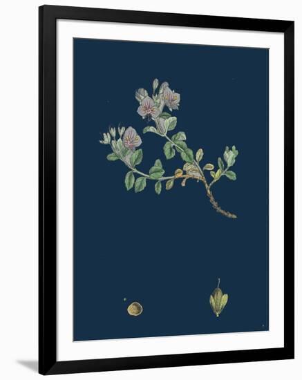 Melampyrum Cristatum; Crested Cow-Wheat-null-Framed Giclee Print