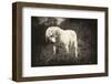 Melancholia-Joe Conroy-Framed Photographic Print