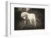 Melancholia-Joe Conroy-Framed Photographic Print