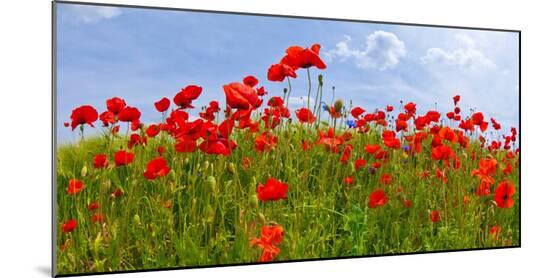 Photographic Print, , large