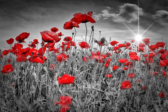 Premium Photographic Print, , large